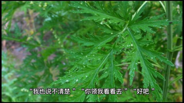 中药之茵陈,每一味中药都有一个美丽的传说