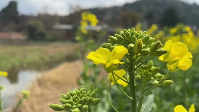 道哥农场越来越好又有新计划,感觉信心满满,希望今年能成功