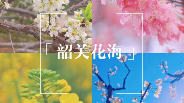 “醉”美韶关春日,一起奔赴花花世界