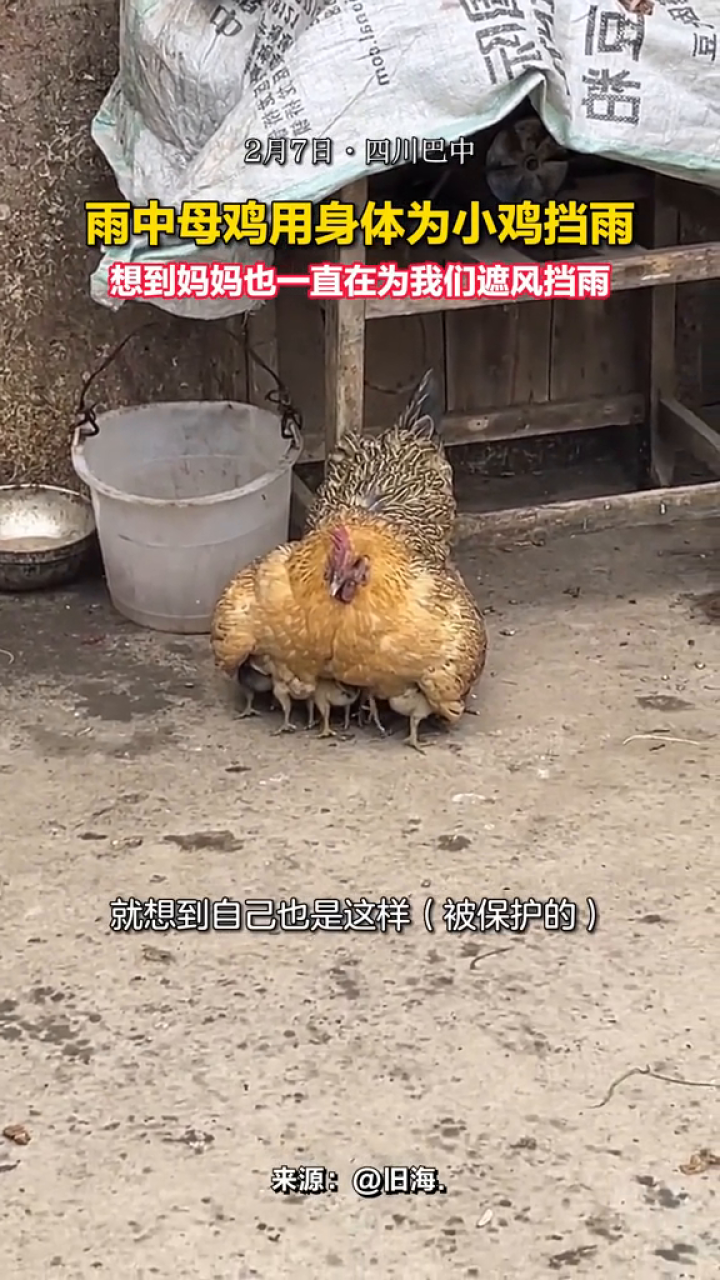 雨中护鸡图怎么画图片