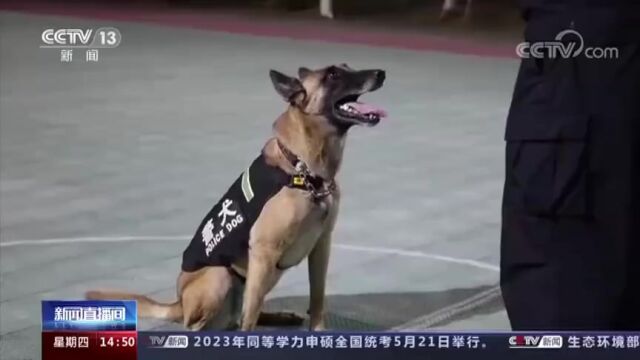 汪汪队集合!国家首批功勋犬全员简历来了