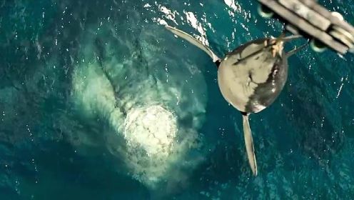 沧龙到底有多猛？和巨齿鲨鱼谁才是海洋霸主？深海中的惊魂战场#恐龙 #沧龙 #海洋生物