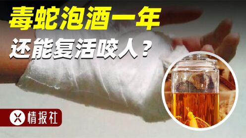 村民用毒蛇泡酒，一年后竟然被咬伤，毒蛇为啥久泡不死？_高清1080P在线观看平台_腾讯视频