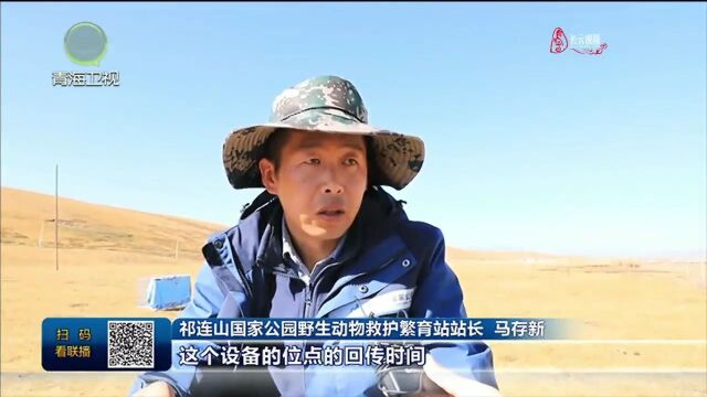 【说不尽的祁连山ⷮŠ绿色篇】数据建园让国家公园管理“一眼千里”