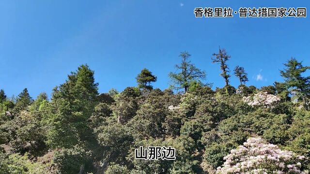 沉浸式欣赏罗富强老师镜头下的普达措国家公园