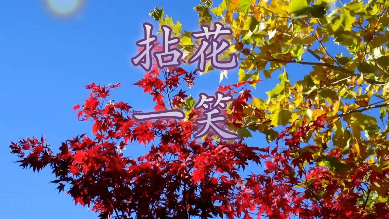 风靡一时的歌曲《拈花一笑》