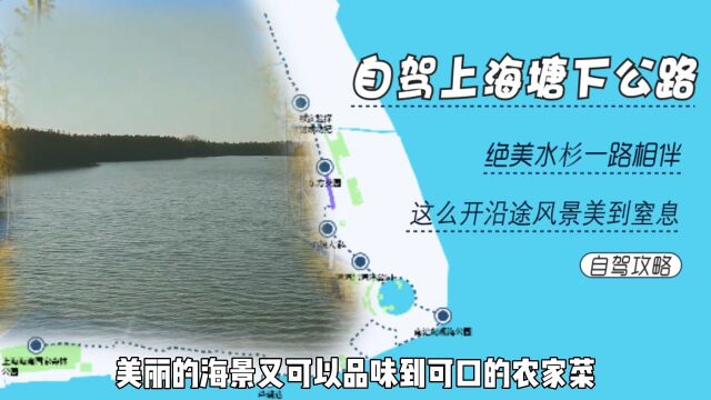 上海最强自驾指南,塘下水杉公路赏景,海洋公园娱乐!