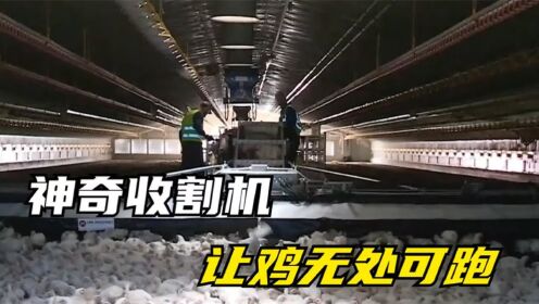 神奇“收割鸡”,抓鸡就像割韭菜,仅需几个小时就能扫空养鸡场_高清1080P在线观看平台_腾讯视频