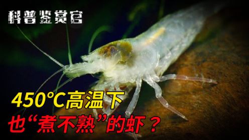 生活在450℃海底火山口的虾，它为什么“煮不熟”？看完直冒冷汗！