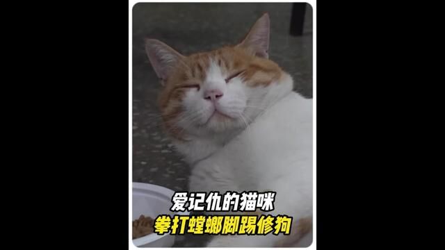 流浪猫强子爱记仇,赖在餐馆报复老板,却意外成了招财猫#猫咪 #萌宠