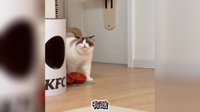 盘点会说话的猫.成精了猫咪.送孩子上学吧!考个大学