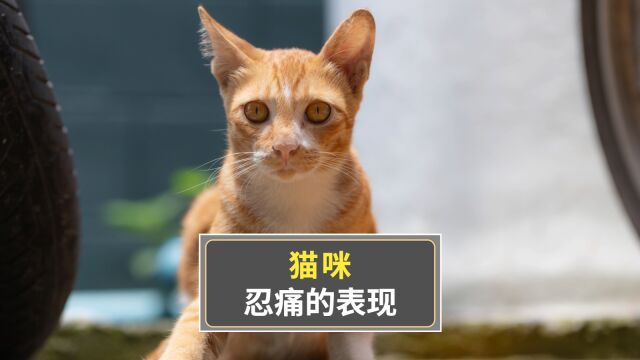 猫咪这些行为,是忍痛的表现!