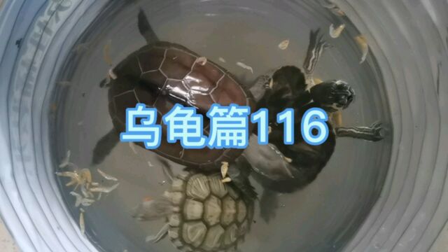 日常生活207乌龟篇116