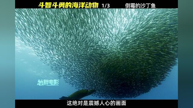 倒霉催的沙丁鱼 #海洋生物 #纪录片