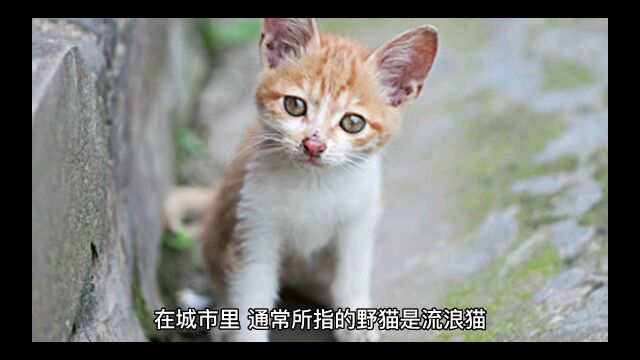 家猫和野猫区别何是什么