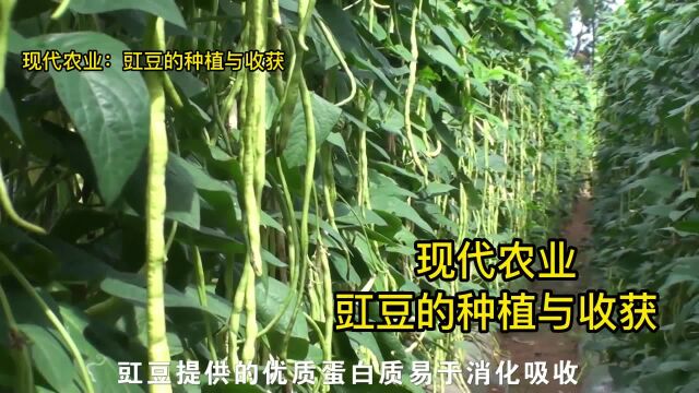 豇豆种植技术视频,现代农业:豇豆的种植与收获