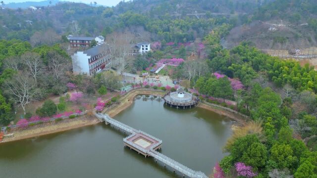 武汉花乡茶谷春天的盛宴来了