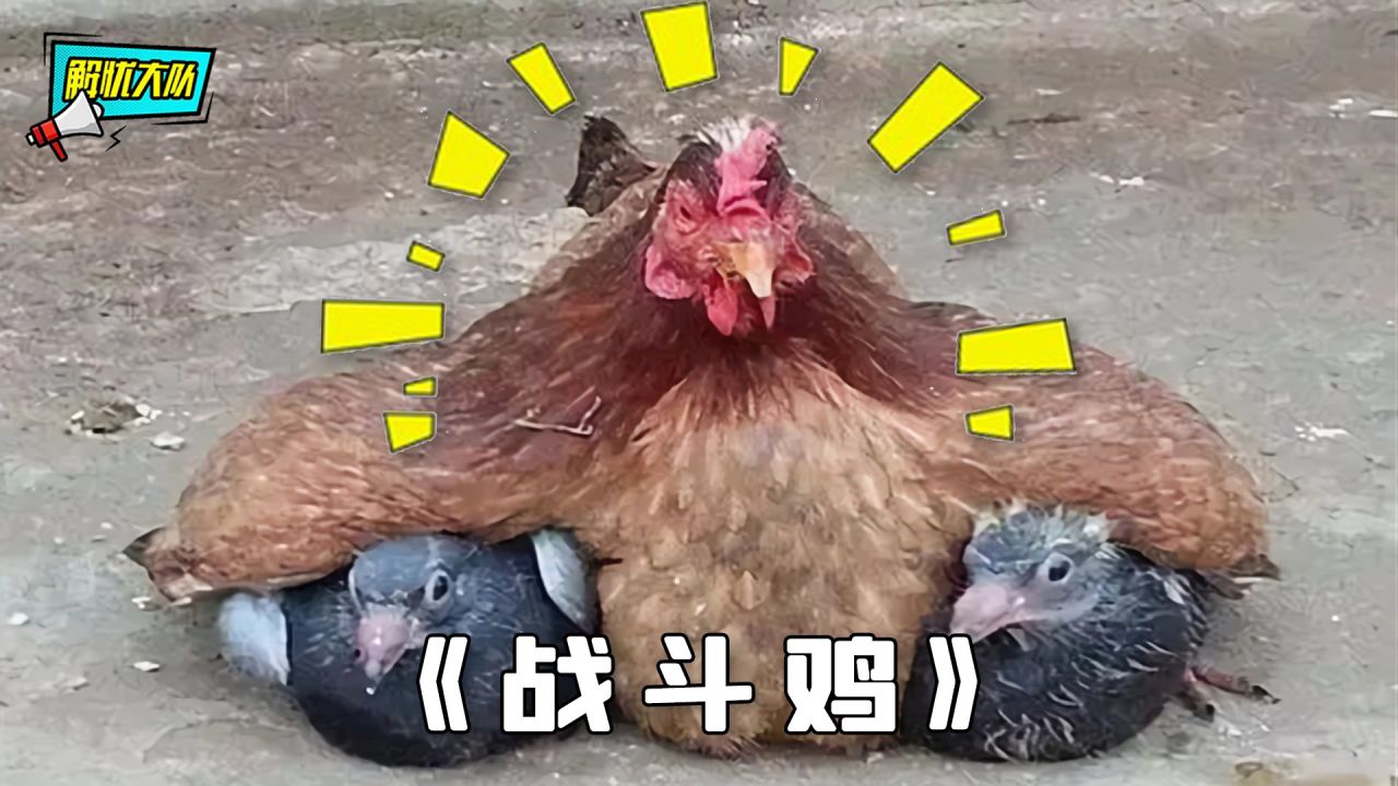 小鸡奇葩搞笑图鉴,个个都是"战斗鸡"