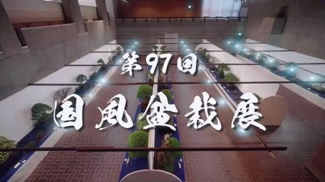 第97回国风展(上) 速看版 #盆景艺术 #生活的极致一定是简与静 #闲人雅居 #庭院景观 #三番的盆栽