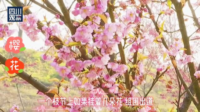 春天拍花分不清“桃樱李梨杏”?识花手册来了