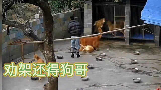 狗子为这个家操碎了心