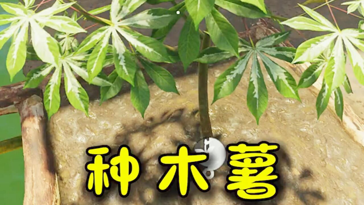 绿色地狱60:我种的木薯发芽了,但美洲狮直接把我虐疯了!