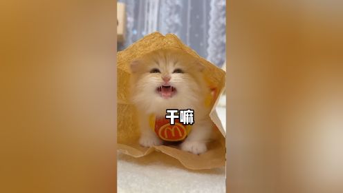 麦当劳小猫