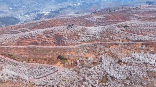 一段视频看完总溪河樱桃花全貌