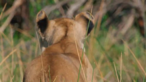 9.6分绝美纪录片！狮群横扫非洲大沼泽，却遭一头小疣猪挑战权威