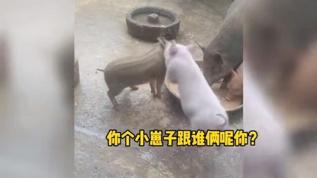 家猪和野猪打架,谁厉害?,动物搞笑配音