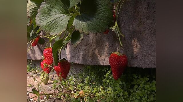 长春市双阳区奢岭草莓园做好准备迎接第九届双阳奢岭温泉草莓旅游节