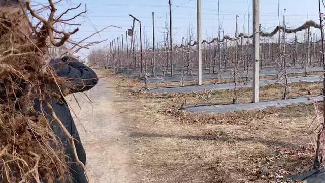 带大家看看800亩的瑞雪,瑞阳,瑞香红苹果基地#劳动者是最美的人 #勤劳的农村人 #支持三农扶持三农发展 #一份耕耘一份收获