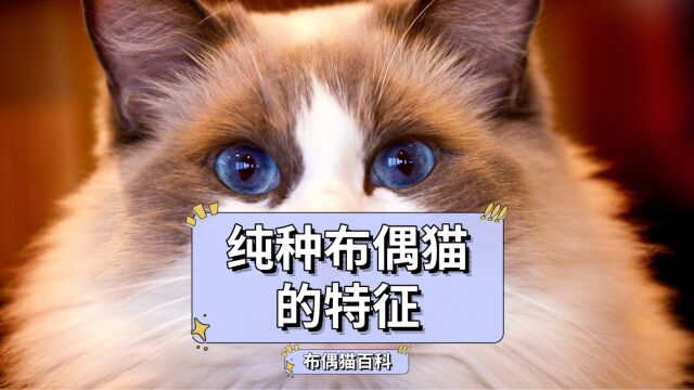 认准纯种布偶猫的4大特征,不要被骗了