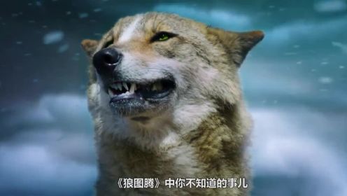 狼图腾：在东北买来百只野狼进行实拍，从长白山拉40吨雪只为环保