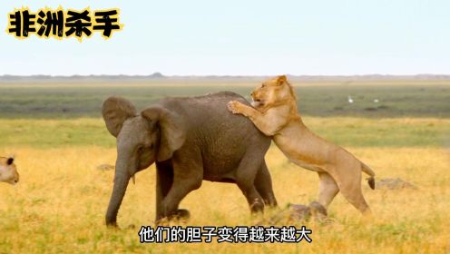 动物看世界：非洲巨型杀手，强大的狮群在非洲沼泽地称王称霸