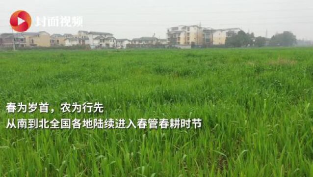 “全国粮食生产先进个人”王伶俐:今年水稻将增种至5600亩,期待大丰收|天府粮心