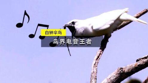 白钟伞鸟叫的最响亮的鸟，声音高达125分贝，自带电音