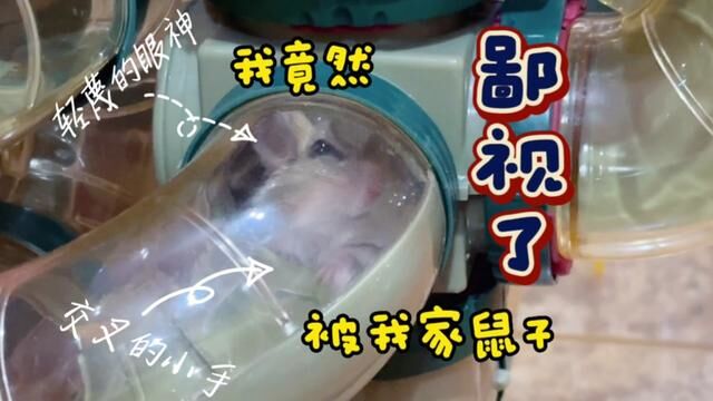 现场搜索鼠子在哪,最后竟然被它鄙视了(表情包)#养鼠日常 #养鼠日常分享 #金丝熊 #通心粉鼠 #躲猫猫 #仓鼠笼 #表情包