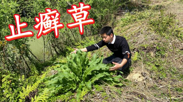 农村泛滥成灾的“癣草”,它用非常途广泛,还不知道就亏大了