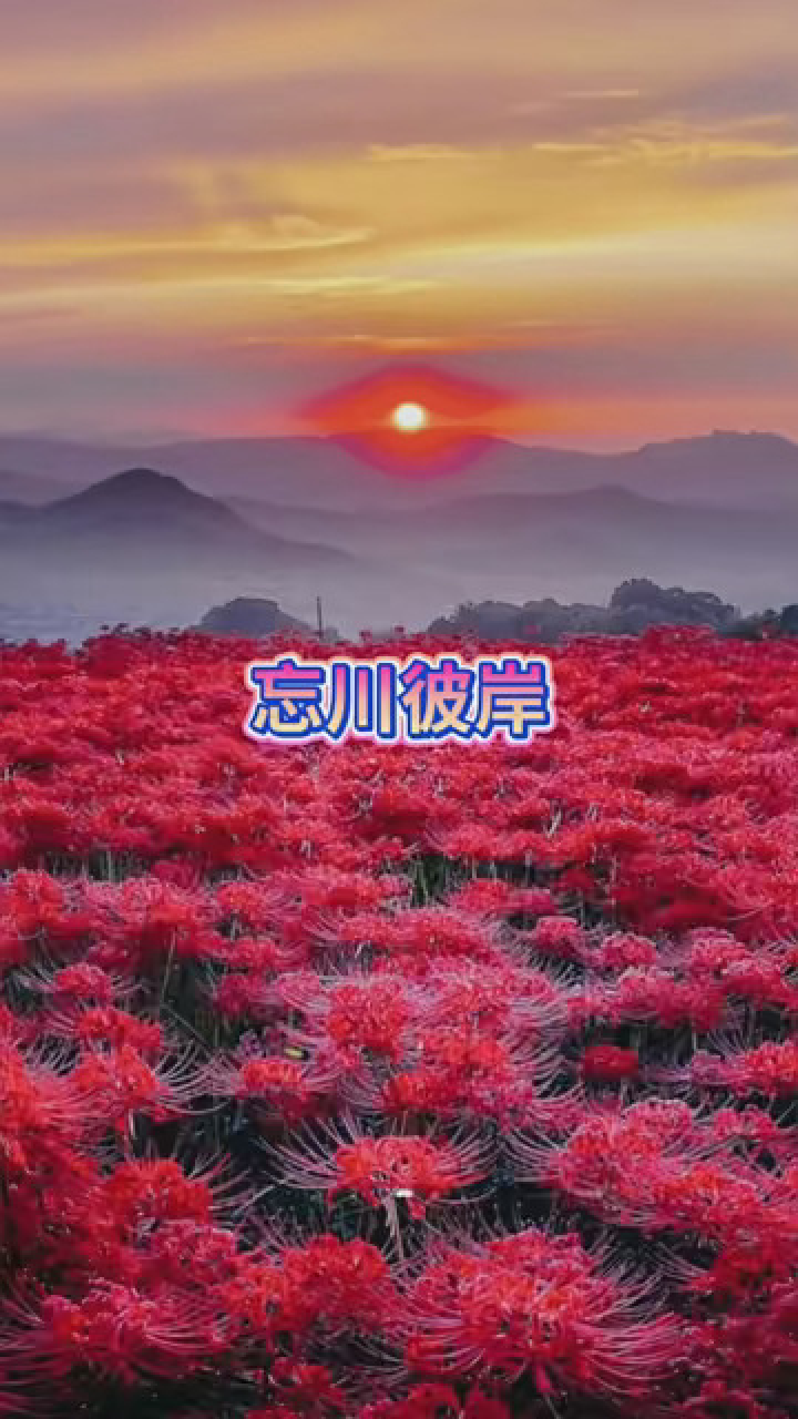 曼珠沙华 #彼岸花之曼珠沙华 #忘川彼岸