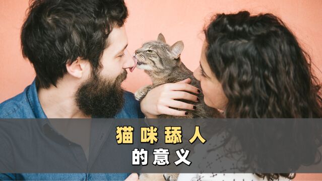 为什么猫咪爱舔人?背后有这几种含义!