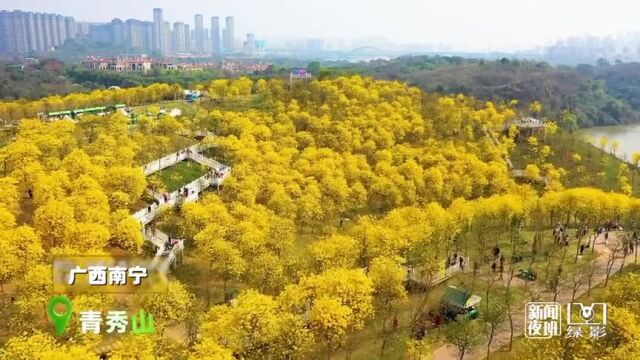 黄花风铃木温暖盛放!这漫山的黄,惊艳了春天!