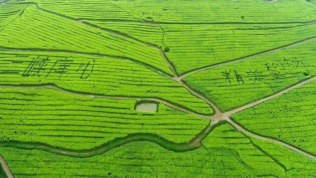 石柱县黎场乡油菜花基地