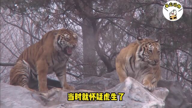 虎中“武则天”,中国东北虎制霸韩国虎园,霸气母老虎打服虎王#老虎 #动物世界