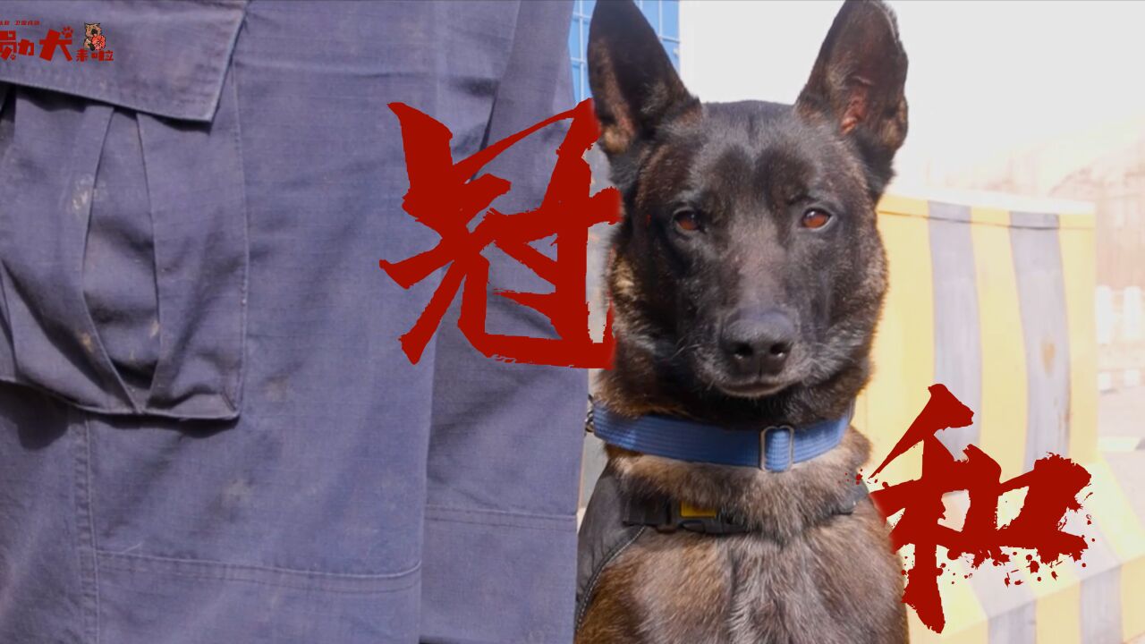 功勳犬來啦 | 偵探警犬冠和