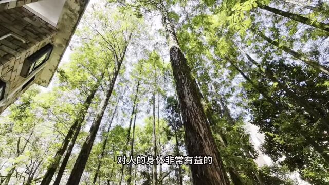 【骑行日记】宜春明月山风景区——袁山公园