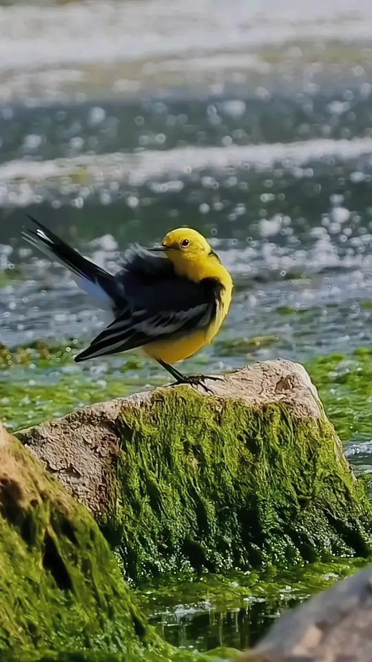 黄头鹡鸰拍鸟野生动物