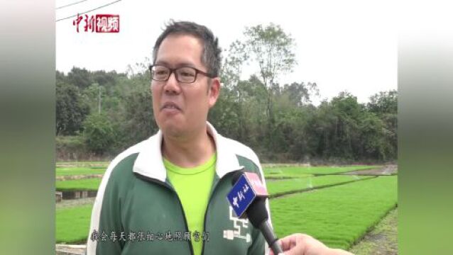 (台青话融合)台青郑志威的“粮”策:在稻田里建“工厂”