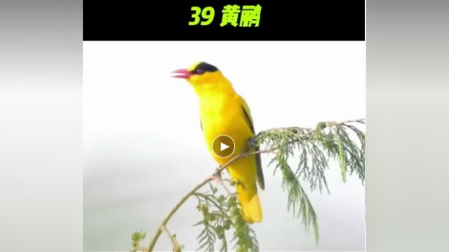 55种鸟叫,真好听!这下长见识了!