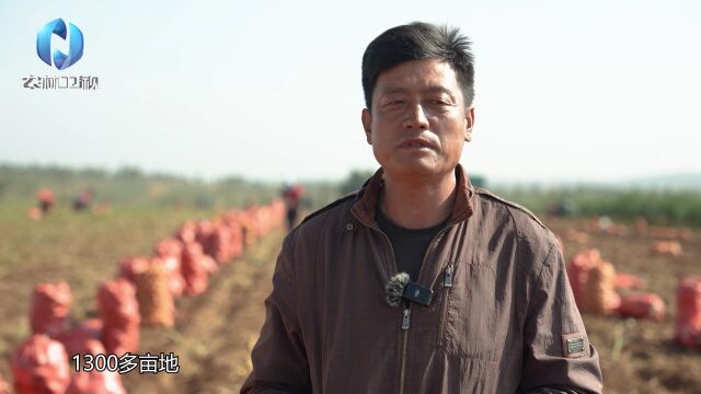 云天化 良田守护者:坝上高原的“金豆子”